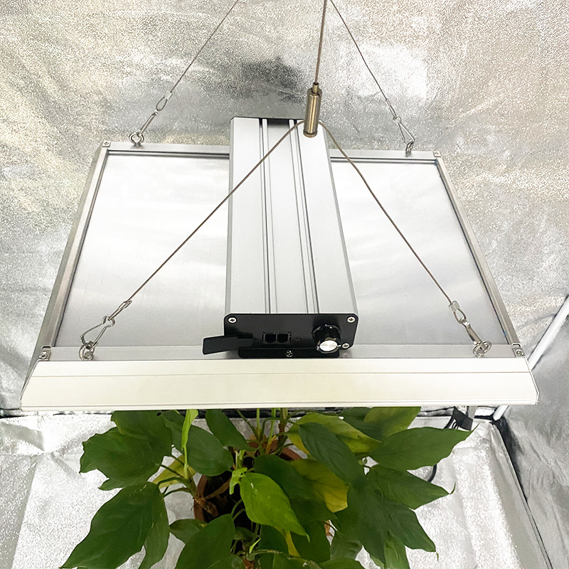 量子屋内LEDはトマトのために光を成長させます