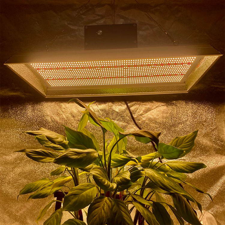 トマトのための高効率の専門LEDは光を育てます