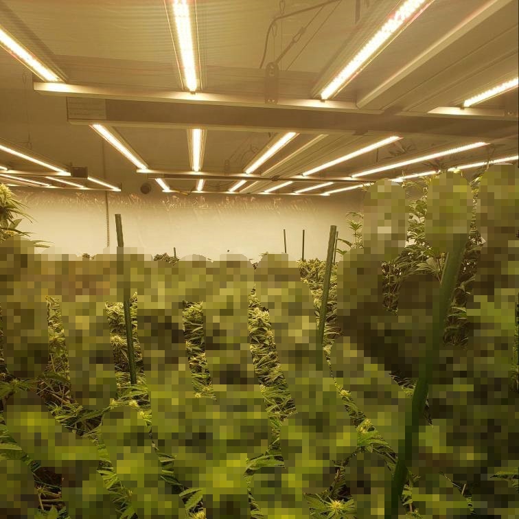鍋の植物のための650ワットの折りたたみ式クモLED成長光