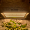 スマート園芸LEDはトマトの光を育てます