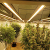 660Wのフルスペクトルの折り畳み式クモLED屋内植物のための光を成長させる