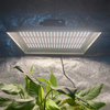 トマトのために高輝度の屋内LEDは光を育てます