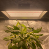 低エネルギー専門家LEDトマトーズのために光を成長させる