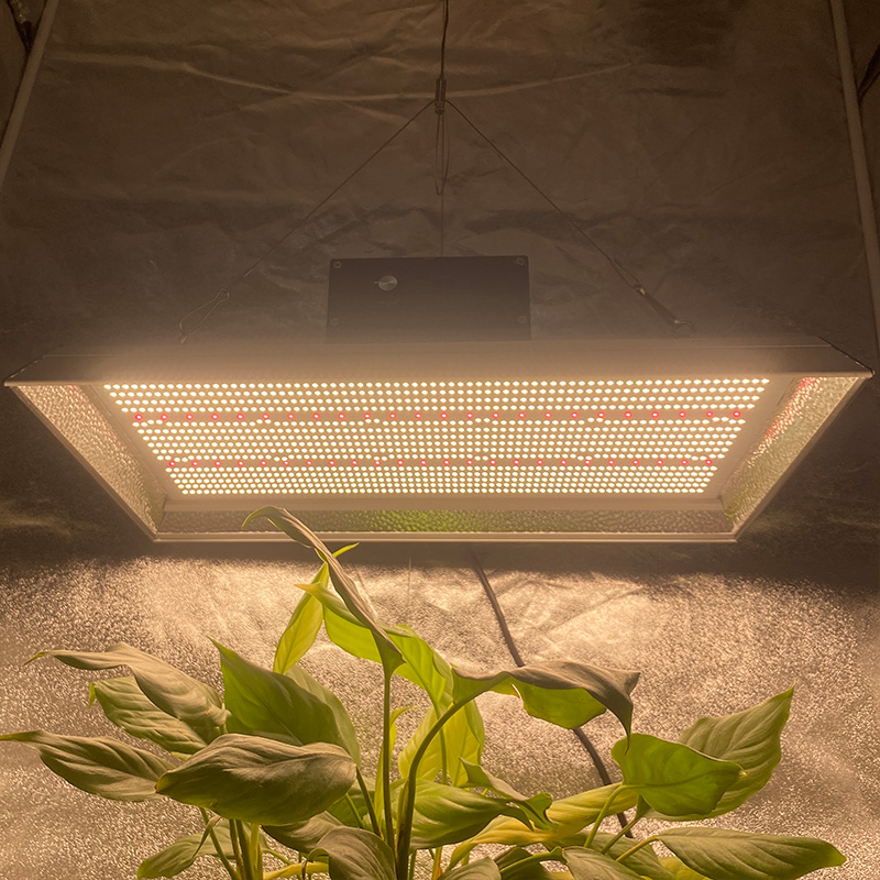 農園園芸LEDはトマトの光を育てます