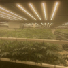 屋内1000W LEDは、多肉植物のために光を成長させます