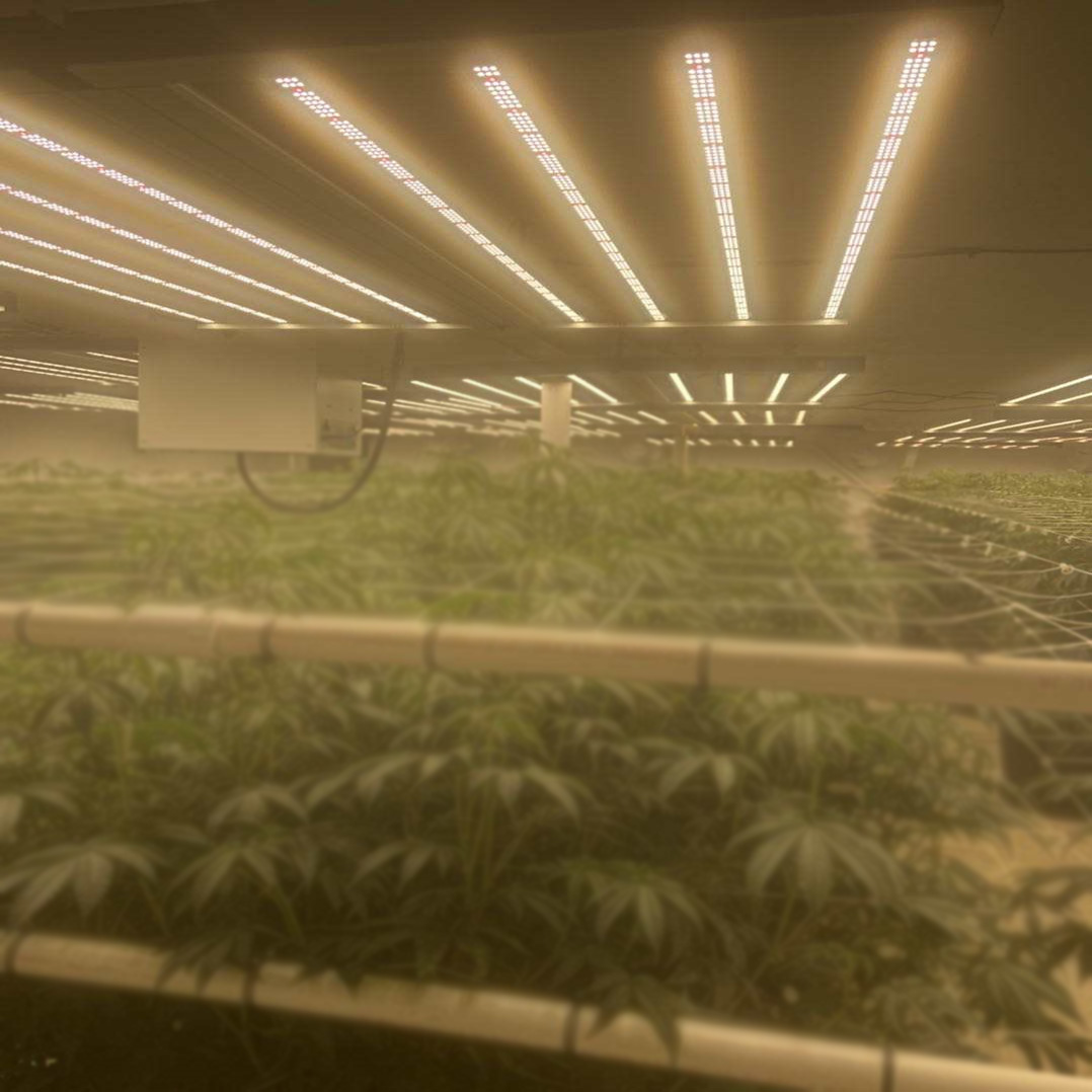 屋内1000W LEDは、多肉植物のために光を成長させます
