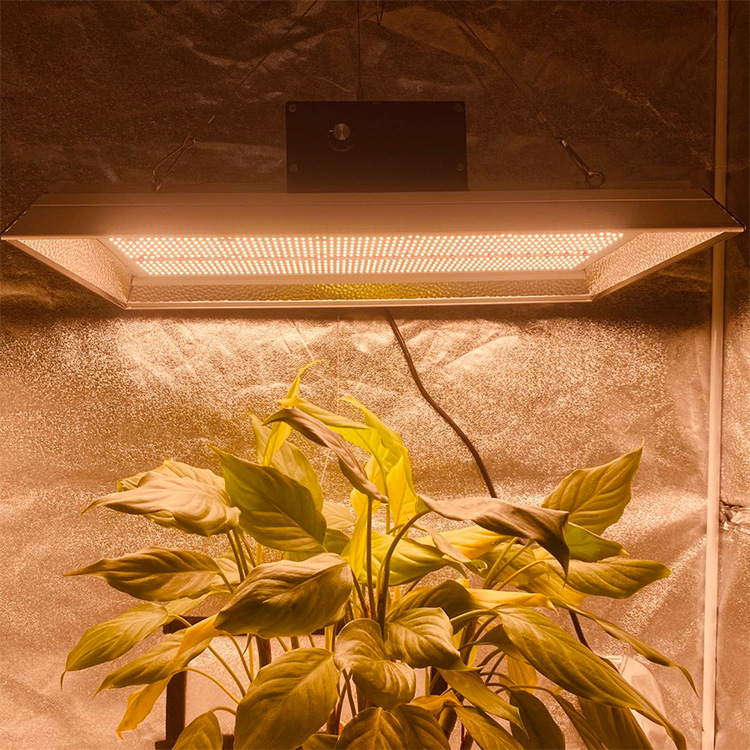 スマートな水分塔LEDはトマトのために光を成長させます
